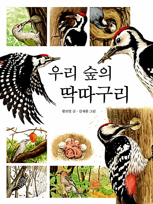 우리 숲의 딱따구리  표지